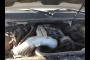 buy CHEVROLET in 2007 CHEVROLET TAHOE LTZ 2WD